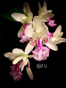 Phalaenopsis japonica