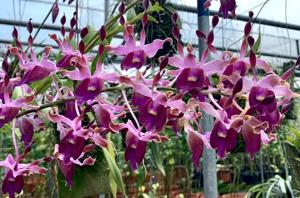 Dendrobium lasianthera