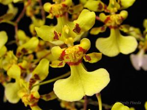 Oncidium obryzatum