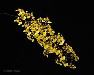 Oncidium obryzatum