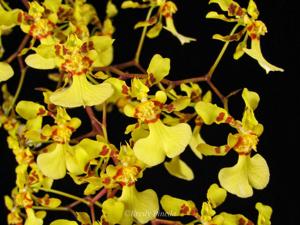 Oncidium obryzatum