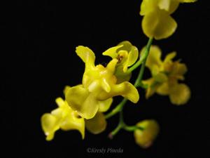 Oncidium cheirophorum