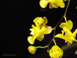 Oncidium cheirophorum