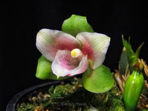 Lycaste angelae