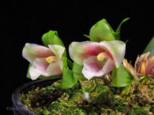 Lycaste angelae