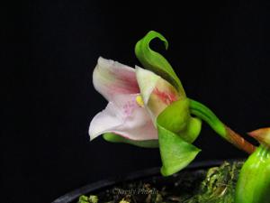 Lycaste angelae