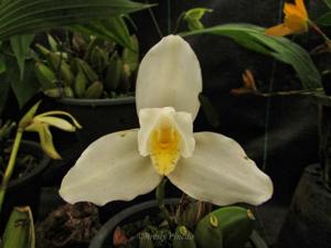 Lycaste virginalis