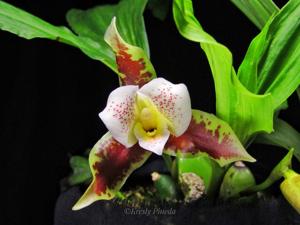 Lycaste powellii
