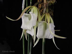 Brassavola acaulis