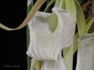 Brassavola acaulis