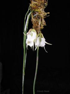 Brassavola acaulis