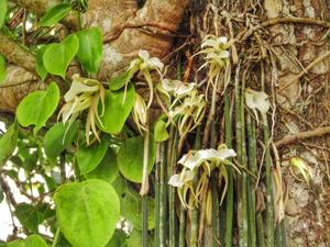 Brassavola acaulis