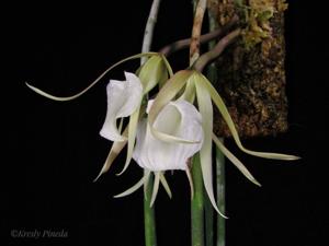 Brassavola acaulis