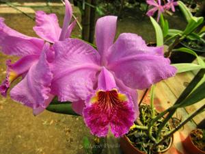 Cattleya lueddemanniana