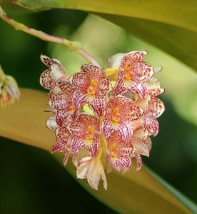 Bulbophyllum kubahense