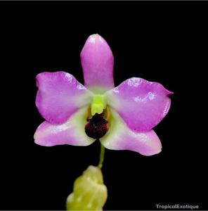 Dendrobium trantuanii