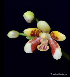 Phalaenopsis fuscata