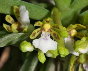 Trichoglottis triflora