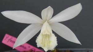 Pleione formosana