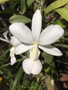 Cattleya walkeriana