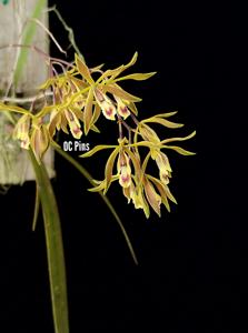 Encyclia oxypetala