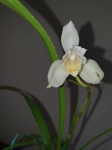 Cymbidium erythrostylum