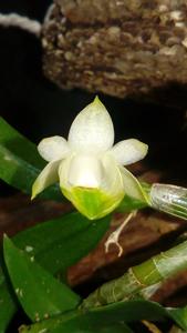 Dendrobium trinervium