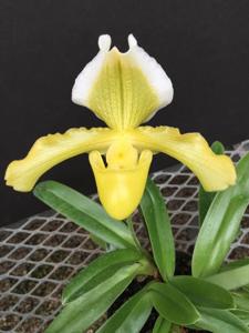 Paphiopedilum insigne