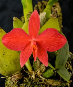 Cattleya wittigiana