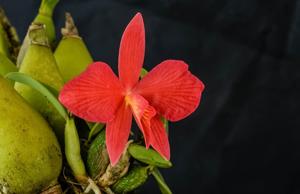 Cattleya wittigiana