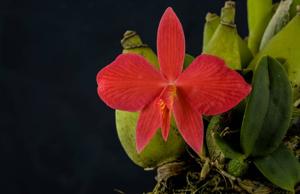 Cattleya wittigiana