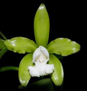 Cattleya tigrina