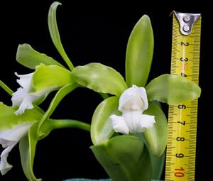 Cattleya tigrina