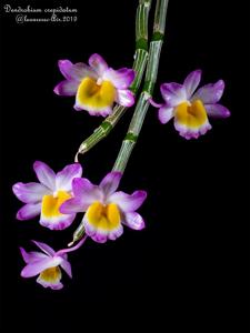 Dendrobium crepidatum