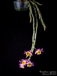 Dendrobium crepidatum