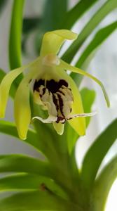 Vanda cristata