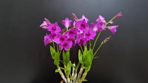 Dendrobium bigibbum var. compactum