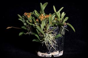 Bulbophyllum taiwanense