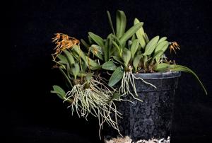 Bulbophyllum taiwanense