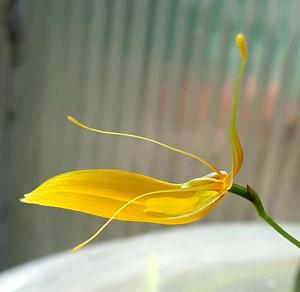 Restrepia brachypus
