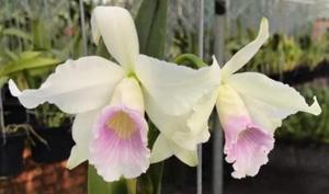 Cattleya purpurata