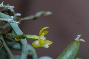 Taeniophyllum pusillum