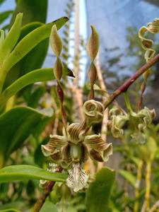 Dendrobium strebloceras