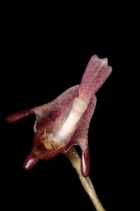 Porroglossum dalstroemii