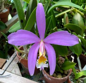 Cattleya jongheana