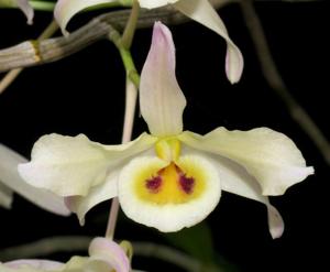 Dendrobium signatum