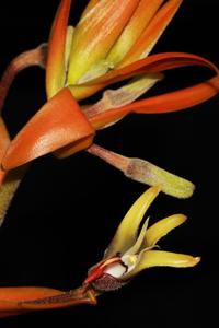 Dendrolirium ornatum