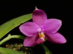 Phalaenopsis violacea