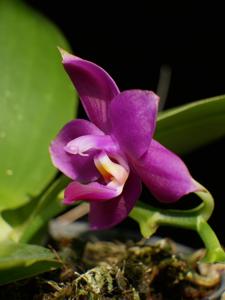 Phalaenopsis violacea