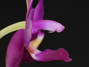 Phalaenopsis violacea